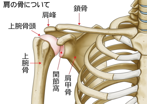 肩関節の構造